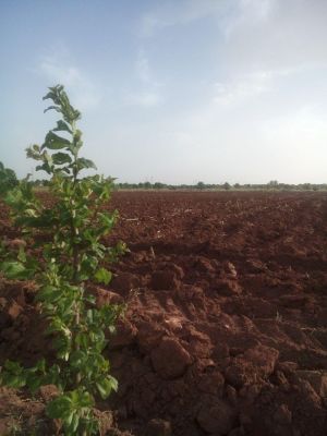 استخر پرورش ماهی در قزوین2
