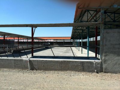 فروش گاوداری 400 راسی گوشتی استان البرز همراه با باغ میوه3