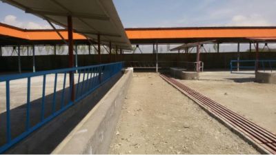 فروش گاوداری 400 راسی گوشتی استان البرز همراه با باغ میوه1