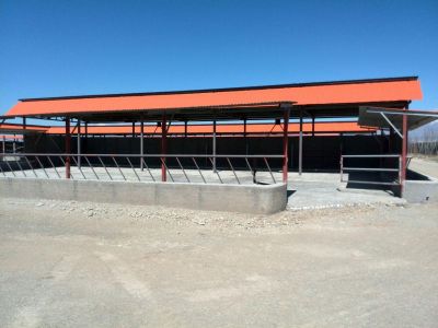 فروش گاوداری 400 راسی گوشتی استان البرز همراه با باغ میوه2