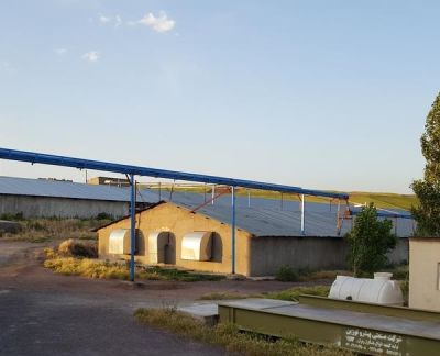 فروش مرغداری گوشتی 25000 قطعه ای تاکستان1