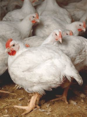 فروش مرغداری تخم گذار 38000 قطعه ای اراک0