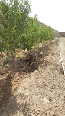 فروش مرغداری تخم گذار 38000 قطعه ای اراک3