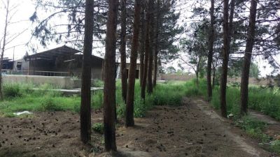 فروش گاوداری 100 راسی شیری در ورامین8