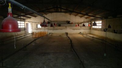 فروش مرغداری 40 هزار قطعه ای گوشتی در زنجان0