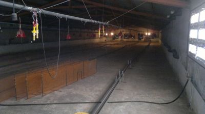 فروش مرغداری 40 هزار قطعه ای گوشتی در زنجان1