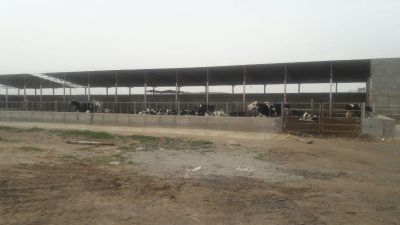 گاوداری شیری 100راسی رباط کریم1
