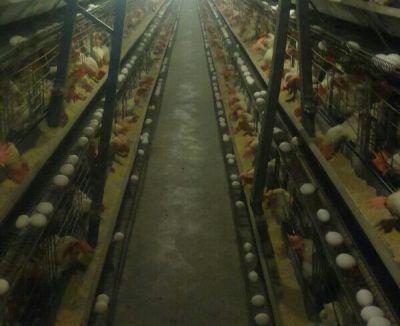 فروش مرغداری تخم گذار نزدیک رشت 1