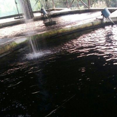 پرورش ماهی در آمل2