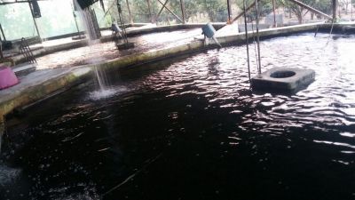 پرورش ماهی در آمل3