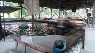 فروش پرورش ماهی در آمل3