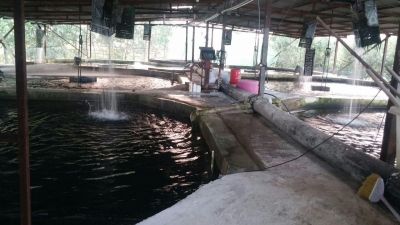 خرید پرورش ماهی در آمل2