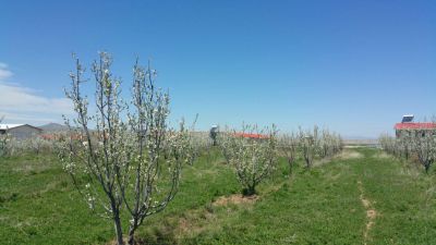 فروش یا معاوضه مرغداری در مراغه8