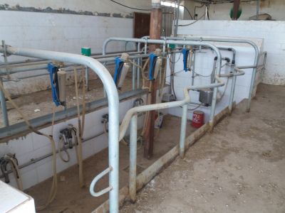 فروش اقساط گاوداری شیری کاشان10