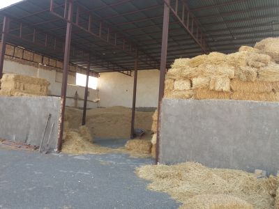 فروش اقساط گاوداری شیری کاشان5