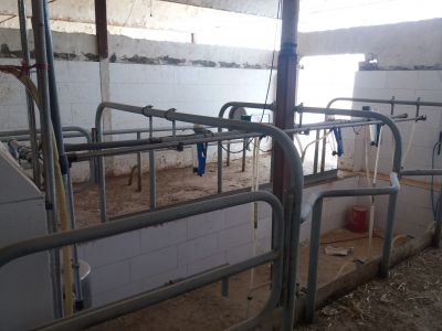 فروش اقساط گاوداری شیری کاشان8