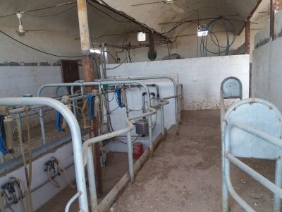 فروش اقساط گاوداری شیری کاشان7