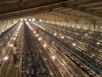 فروش مرغداری تخم گذار0