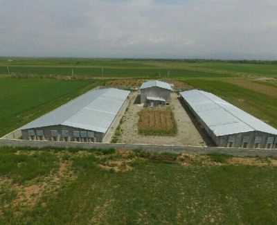 مرغداری گوشتی همدان2