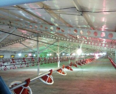 مرغداری گوشتی همدان1