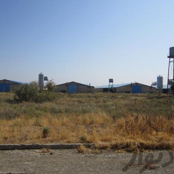 فروش مرغداری ١٨٠ هزار قطعه،پولت فول امکانات در هشتگرد3