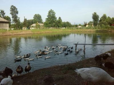 مجموعه پرورش ماهی و طیور و دام در رشت0