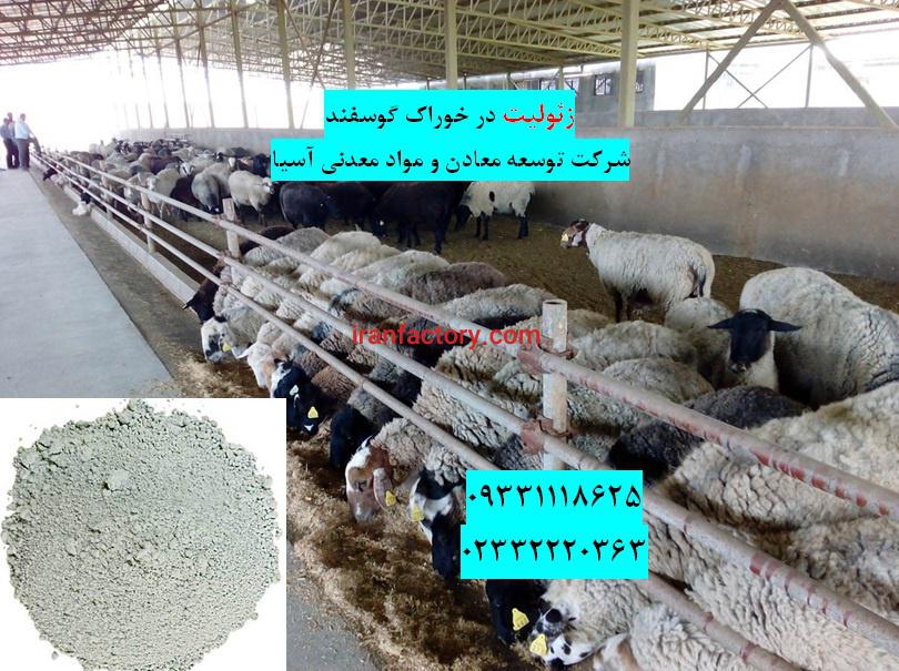 زئولیت خوراک گوسفند0