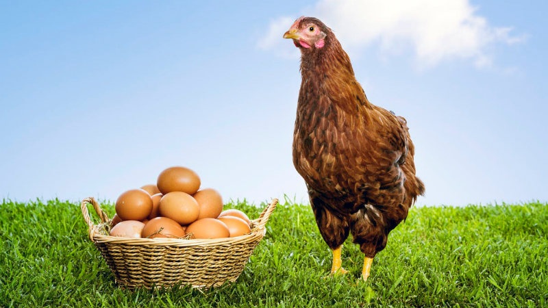 فروش مرغداری تخم گذار در اراک0