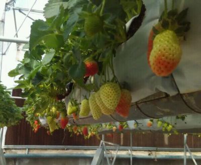 فروش گلخانه مجهز در نظرآباد کرج_گلخانه در کرج0