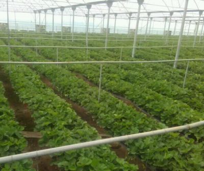 فروش گلخانه مجهز در نظرآباد کرج_گلخانه در کرج1