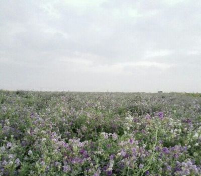 فروش زمین زراعی به همراه یک گاوداری در کرج0