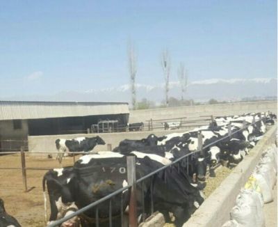 فروش زمین کشاورزی همراه با دامداری در کرج0