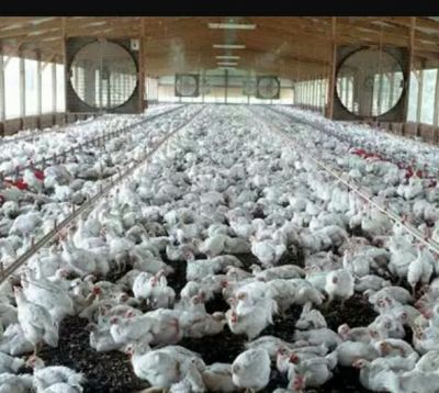 فروش مرغداری فعال در تهران0