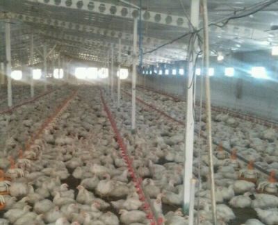 فروش مرغداری گوشتی در مازندران0