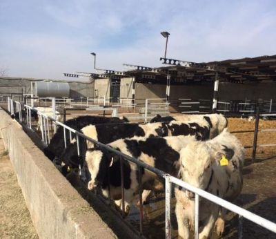 فروش گاوداری ٥٠ راسی پرواری در قزوین0