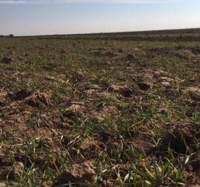 فروش گاوداری ٥٠ راسی پرواری در قزوین2