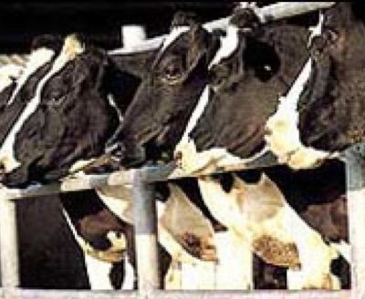 فروش گاوداری بزرگ تدر هران0