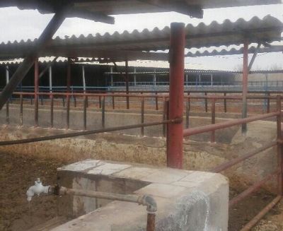 فروش زمین زراعی به همراه یک گاوداری در کرج2