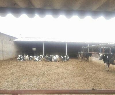 فروش زمین زراعی به همراه یک گاوداری در کرج0