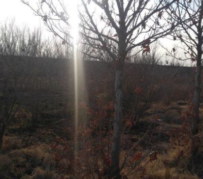 فروش زمین کشاورزی  43 هکتار در ورامین تهران1