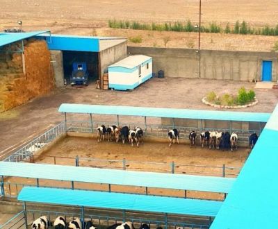 فروش زمین وگاوداری پروار بندی صنعتی در تهران0