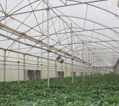 فروش گلخانه فعال در صفادشت تهران0