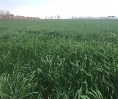 فروش زمین کشاورزی در تهران0