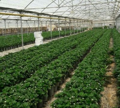 فروش گلخانه فعال پرورش توت فرنگی در کرج0