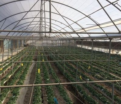 فروش گلخانه توت فرنگى در تهران0