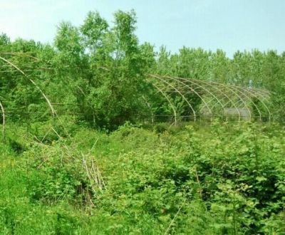 فروش گلخانه بایر در حومه رشت0