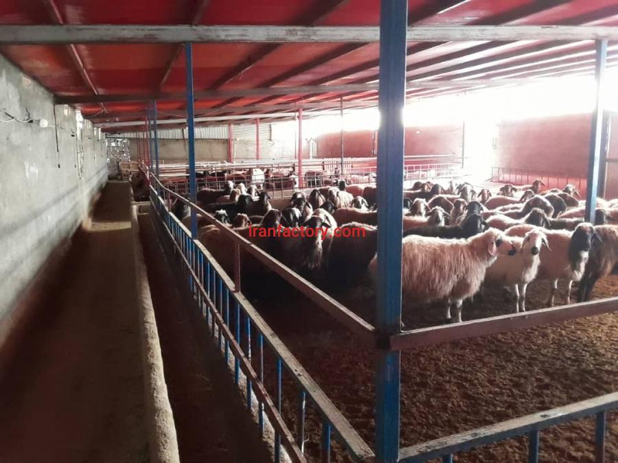 فروش دامداری در تیران اصفهان2