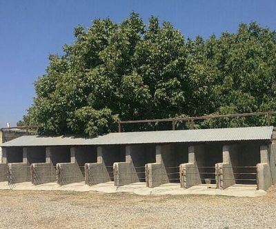 فروش گاوداری در کرج نظر اباد0