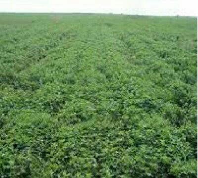 فروش زمین کشاورزی 15 هکتار  در کرج0