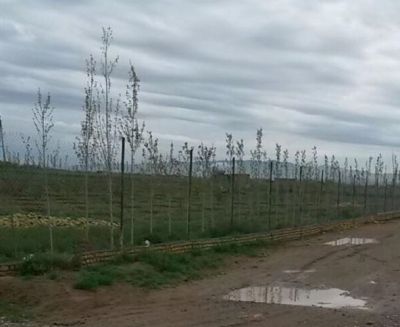 فروش زمین مزروعی کشاورزی در نظرآباد کرج1